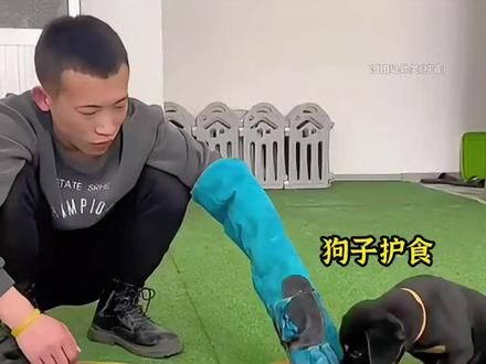 狗子护食的正确处理方法,眼神瞬间清澈#狗狗 #欠揍的狗子 #小狗狗能有什么坏心思 #看一遍笑一遍