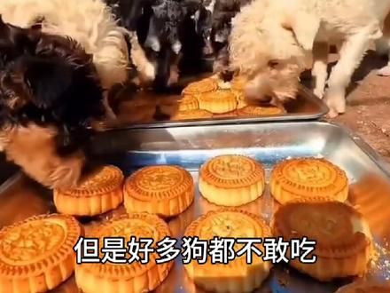 现在的月饼连狗都不吃,狗吃的东西比人类干净多了。 #月饼狗都不吃 #添加剂 #脱氢乙酸钠