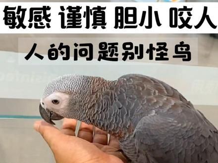 怎么去和一个陌生的灰鹦鹉接触并建立关系 不要直接抓 身体先靠近 面部先靠近 先给它啃啃 自然而放松 食物引诱法 玩具引诱发 先给挠挠头 …………… #手养鹦鹉 #鹦鹉 #非洲灰鹦鹉 #鹦鹉饲养知识 #鹦鹉日常