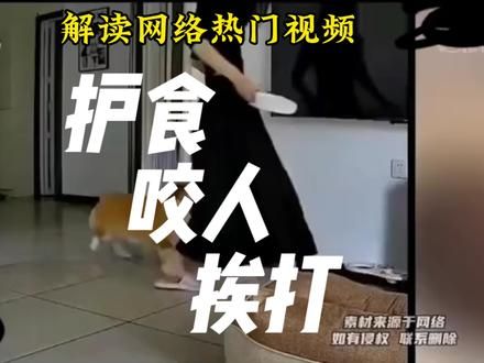 护食咬人的狗,如果要打,该怎么打!#训犬 #成都训犬#柯基#养狗经验分享
