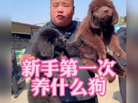 新手第一次养狗,不知道养什么狗的,今天挨个给你们讲一下#狗市 #狗狗 #新手养狗 #萌宠推荐官 #不养狗不知道养狗的乐趣