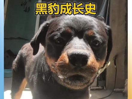 放着狗王不用,非要用爱感化 #豫西小丁