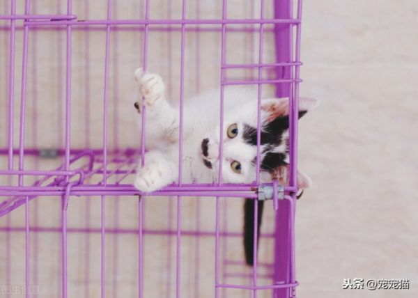 猫不想养了怎么办?