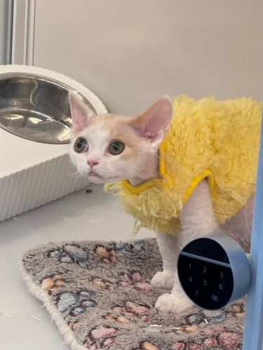 养猫新选择 先享后付模式
