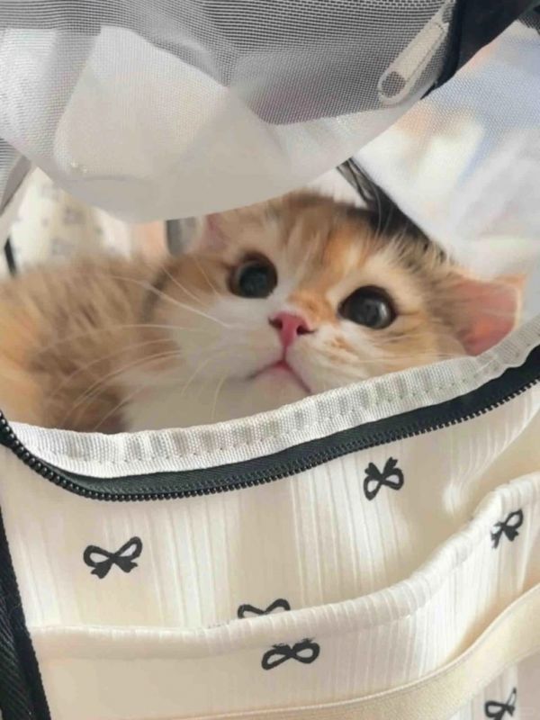 宠物知识
