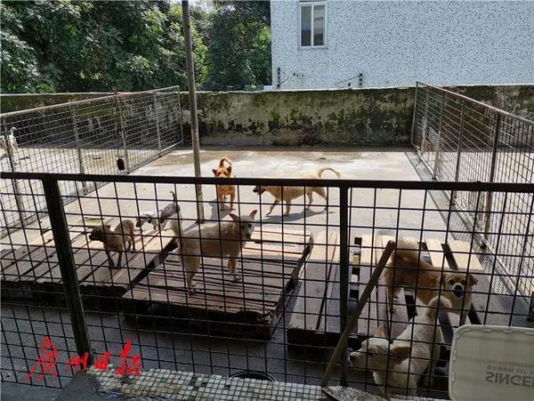 广州宠物狗领养中心地址在哪里（广州哪里有宠物领养中心）