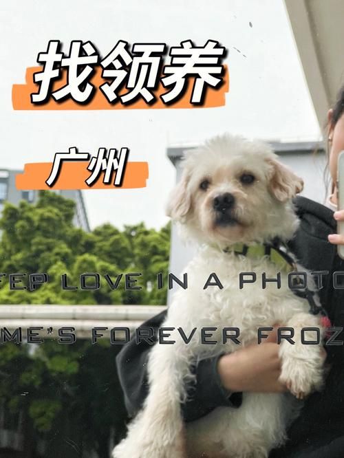广州宠物狗领养中心地址在哪里（广州哪里有宠物领养中心）