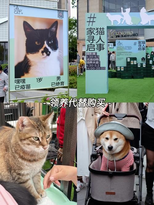 南京宠物领养中心电话（南京领养宠物都要做什么条件）