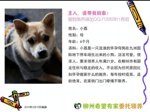南京宠物领养中心电话（南京领养宠物都要做什么条件）