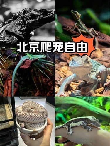 好玩好撸的爬宠体验店