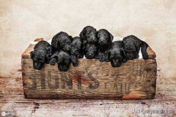 狗生小狗的时候手足无措的你,应该学习这些护理技巧和注意事项了