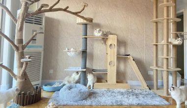 惠州哪里有正规猫舍