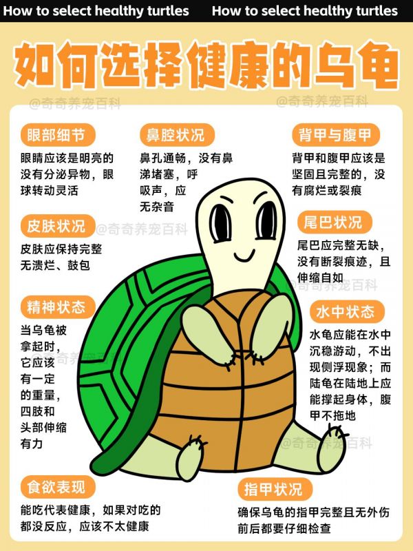 如何挑选健康的乌龟。#龟龟 #新手养龟 #科学养宠攻略 #养龟日常 #萌宠出道计划 @DOU+小助手