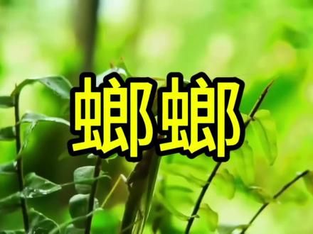 昆虫界螳螂也是名声大噪#螳螂 #刀螂 #观察昆虫