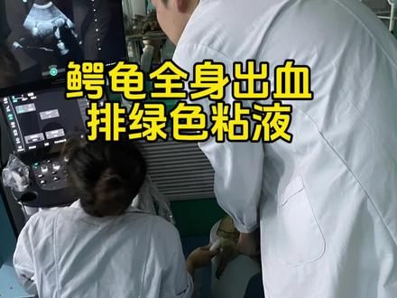 科学养龟犯不得懒!#佛鳄龟 #鳄龟营养不良#鳄龟种母