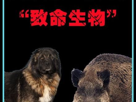 在你意料之外的10种致命生物,个个都是“扮猪吃老虎”! #动物世界 #动物解说 #神奇动物在抖音 #野生动物零距离 #抖音精选