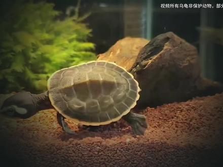 新手劝退!这“6种龟”千万不要养!保你养一只噶一只!#龟龟 #创作灵感 #万物可爱计划 #宅家治愈记 #养龟日常