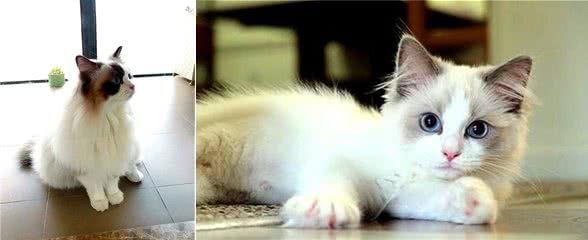 辟谣,布偶猫不怕疼?并非如此,主人可从三点发现爱猫隐藏的病痛