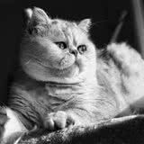 猫咪喂食误区有哪些?