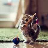 猫咪的四个生活细节不容忽视