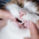 猫咪换牙的注意事项