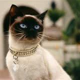 关于猫咪绝育这些八大认识是错误的