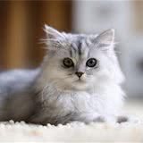 众多猫粮大揭秘之猫咪不吃猫粮的应对方法