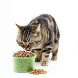对猫咪有益的食品有哪些