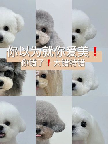 家有萌宠，完美变形记❗️A级宠物美容师就是强