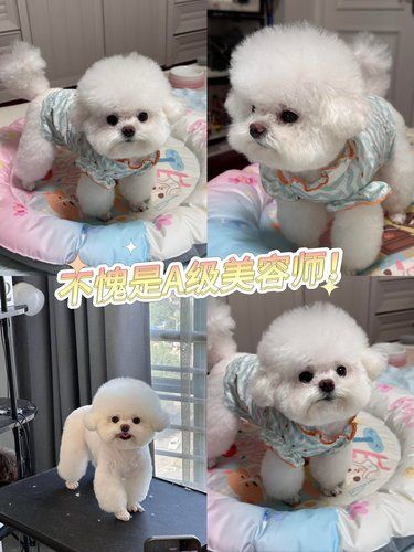  宠物美容新体验，狗狗变身记！ 