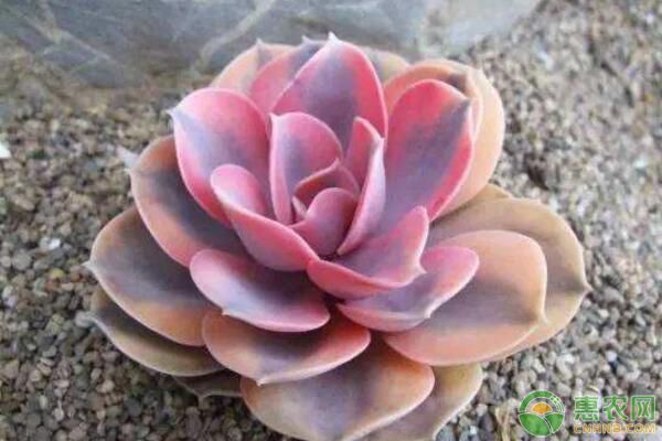 多肉植物有哪些繁殖方法？-图片版权归惠农网所有
