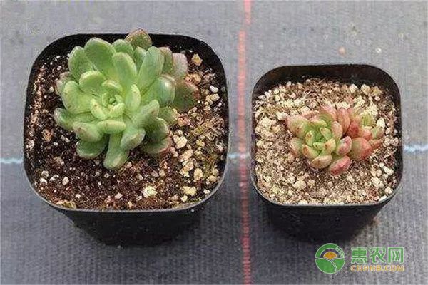 多肉植物有哪些繁殖方法？-图片版权归惠农网所有