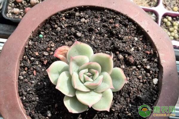 多肉植物有哪些繁殖方法？-图片版权归惠农网所有