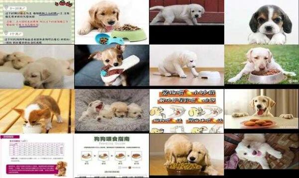 白天要上班幼犬怎么喂