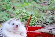 宠物刺猬好养吗