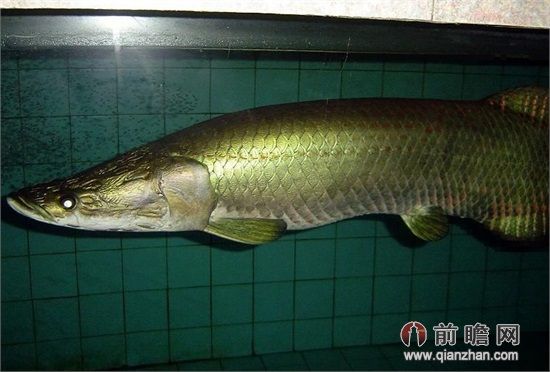 宠物鱼长到1米仍处幼年期割爱托付水族馆 叮嘱好好饲养
