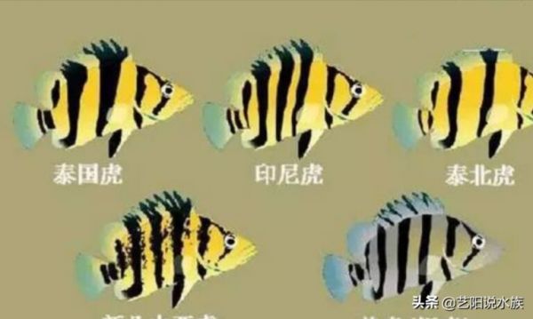 为什么这么多人喜欢养泰虎呢?虎鱼的介绍以及选购