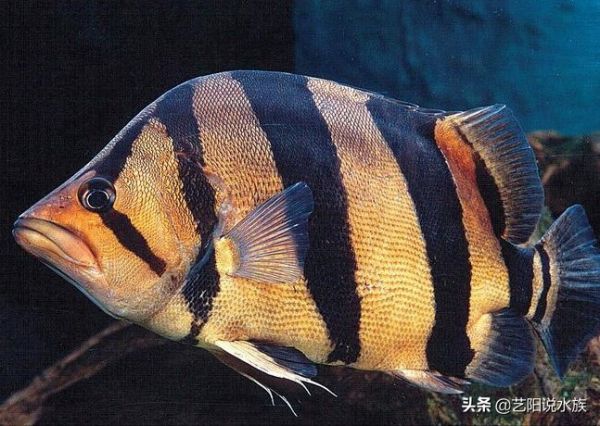 为什么这么多人喜欢养泰虎呢?虎鱼的介绍以及选购