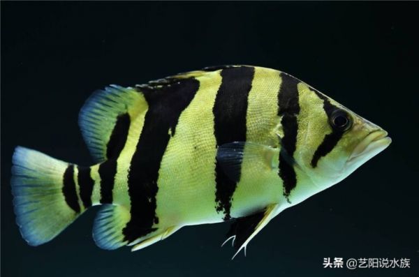 为什么这么多人喜欢养泰虎呢?虎鱼的介绍以及选购