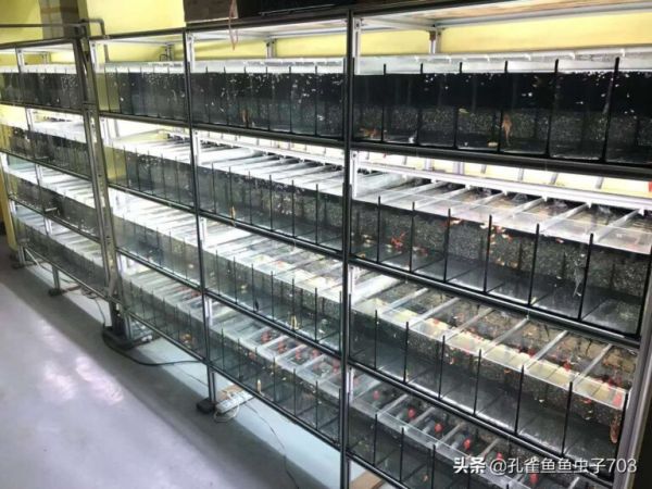 你知道养鱼为什么要换水吗？养好孔雀鱼应该几天换一次呢？