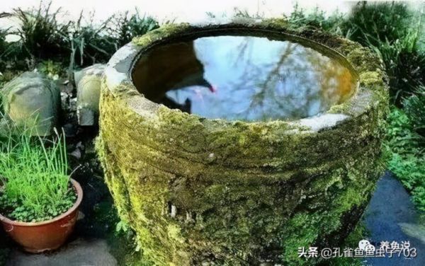 你知道养鱼为什么要换水吗？养好孔雀鱼应该几天换一次呢？