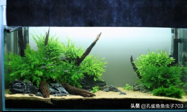 你知道养鱼为什么要换水吗？养好孔雀鱼应该几天换一次呢？