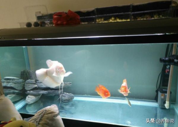 打造空气鱼缸之过滤篇，过滤对空气鱼缸起啥作用，滤材如何摆放？