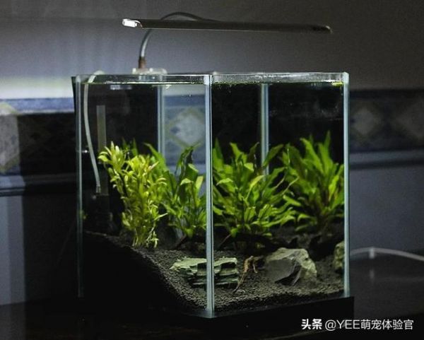 草缸里遇到蚂蟥,才知道养鱼的艰难
