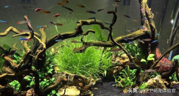 草缸里遇到蚂蟥,才知道养鱼的艰难