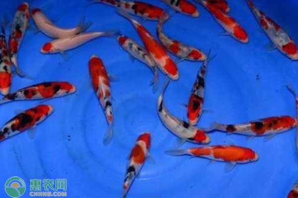 观赏鱼生病有哪些信号？-图片版权归惠农网所有