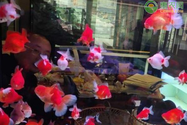 观赏鱼生病有哪些信号？-图片版权归惠农网所有