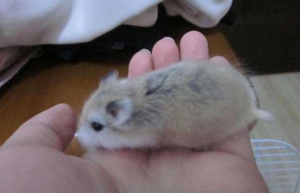 宠物仓鼠怎么选购？仓鼠怎么分辨公母？