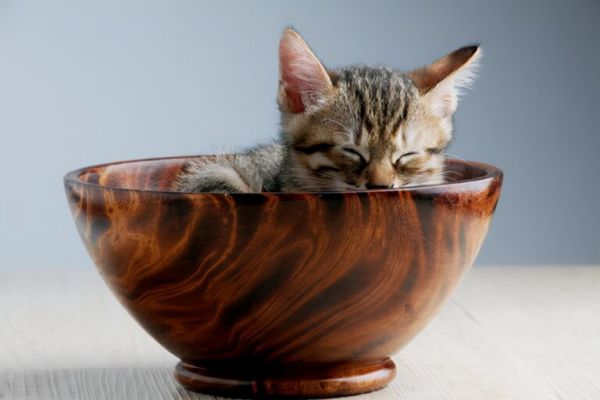 「猫食制作」手工猫粮怎么做 怎样自制猫粮 自制猫粮的做法
