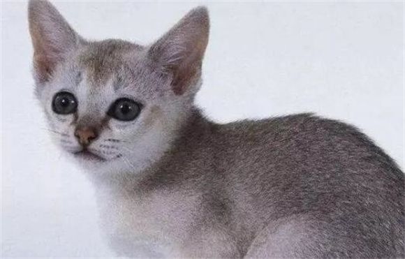 猫咪品种大集合，宠主们来看看你认识几种猫咪吧！